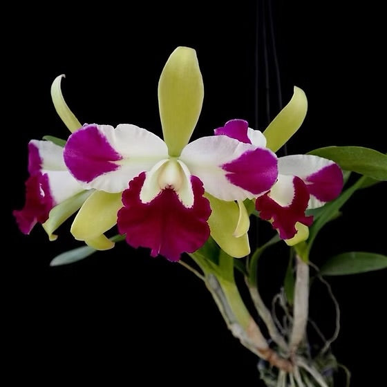 Ctyh. (Eplc) Mae Bly ‘Ching Hua Splash’ AM/AOS