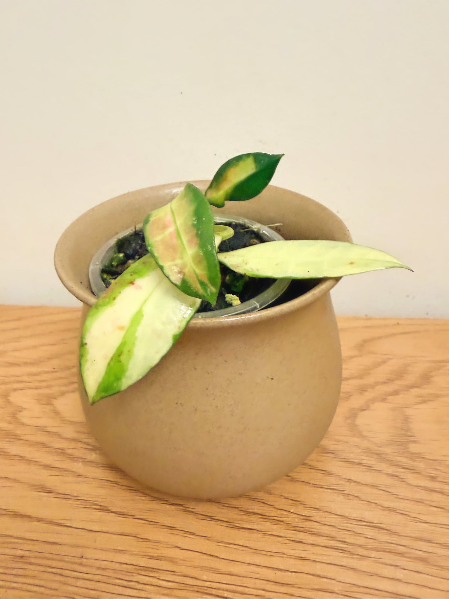 Hoya Walliniana Variegated