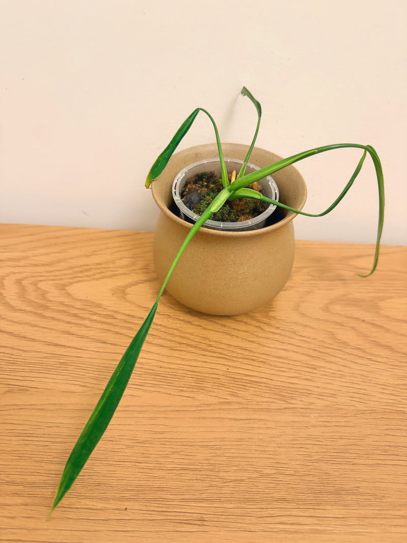Philodendron Holtonianum