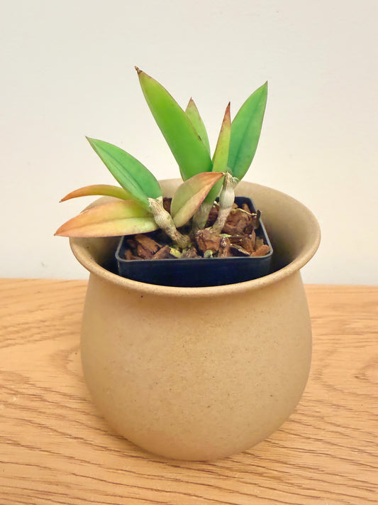 Cattleya Cernua ‘Yellow’ x Brassavola Cordata