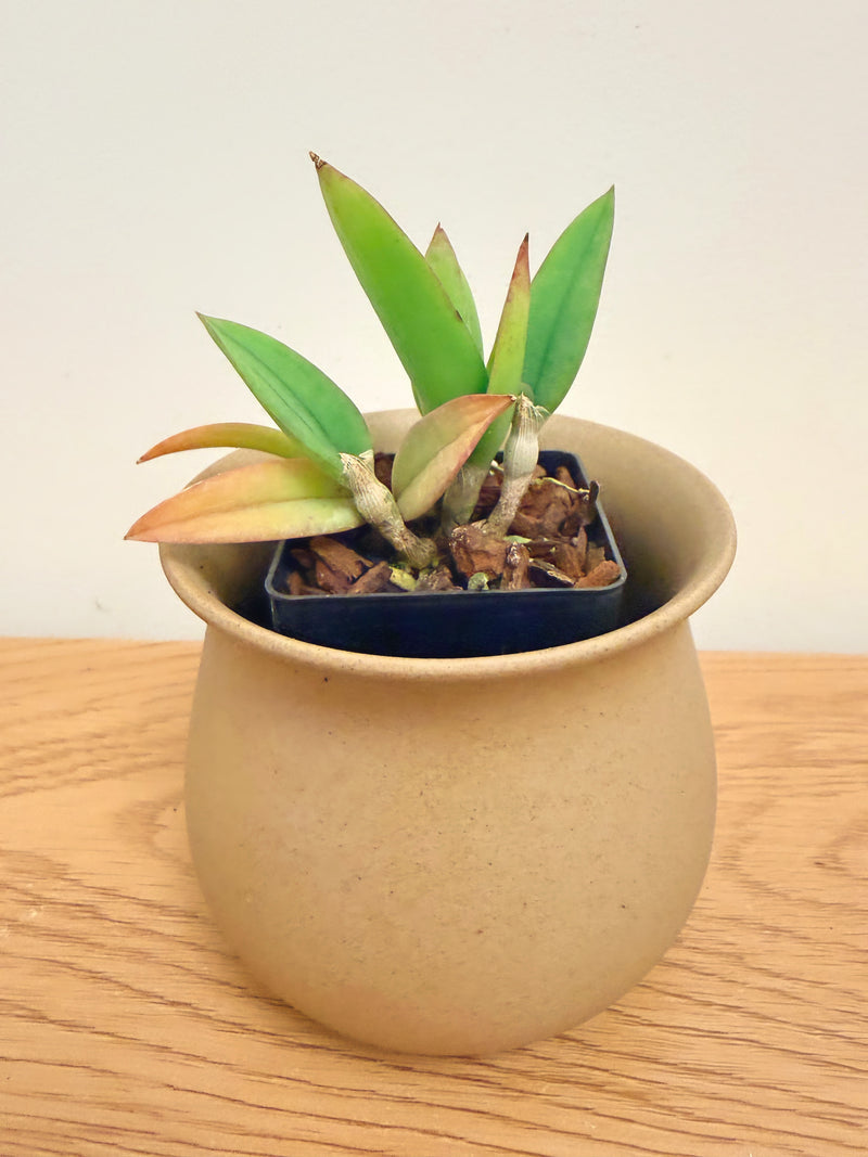 Cattleya Cernua ‘Yellow’ x Brassavola Cordata