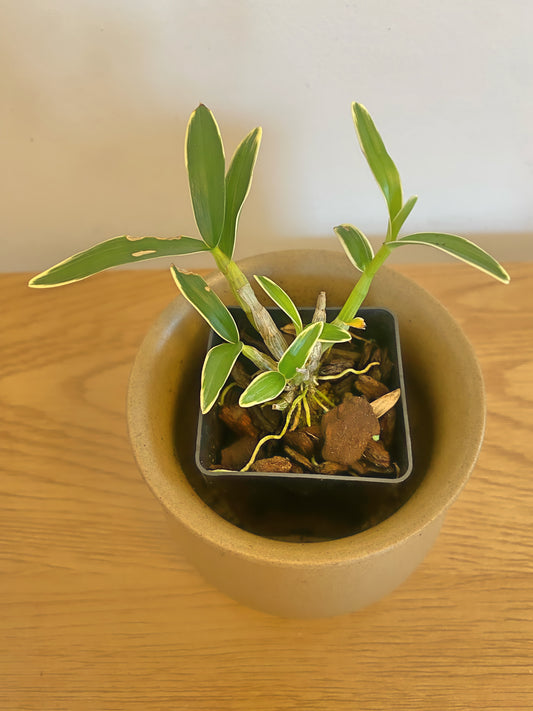 Dendrobium affin. Monliniforme Variegated