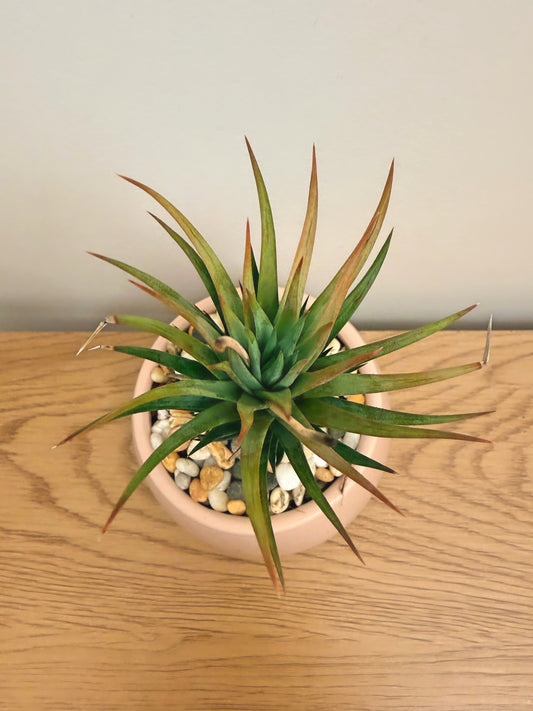 Harworthia Glauca ‘glauca’ form