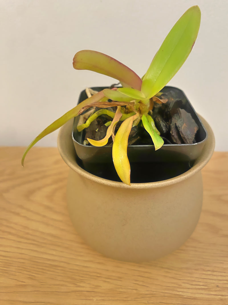 Blc. Yen 24 Karat x Rlc. Village Chief Flower