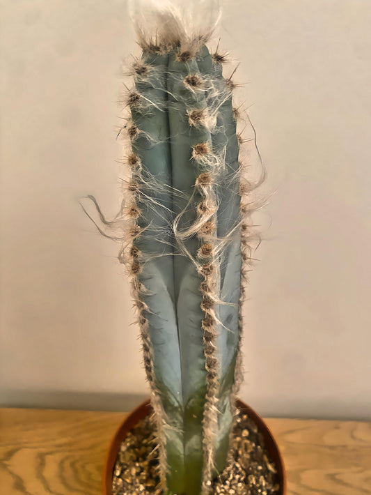 Pilosocereus Glaucochrous