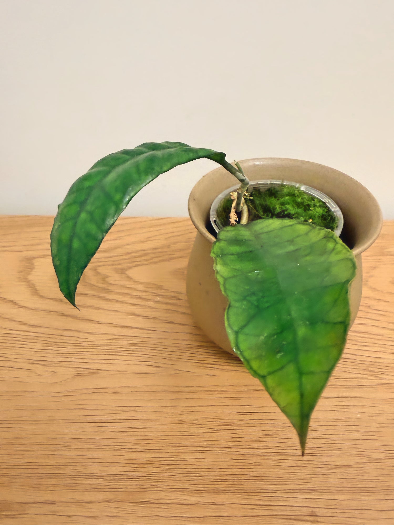 Hoya Finlaysonii