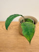 Hoya Finlaysonii