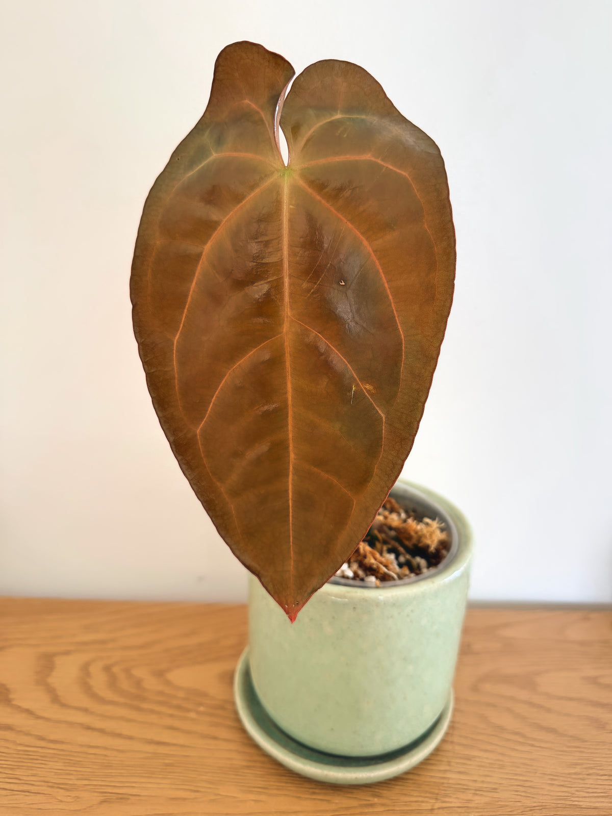 Anthurium Black Velvet x Subsignatum (A)
