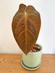 Anthurium Black Velvet x Subsignatum (A)
