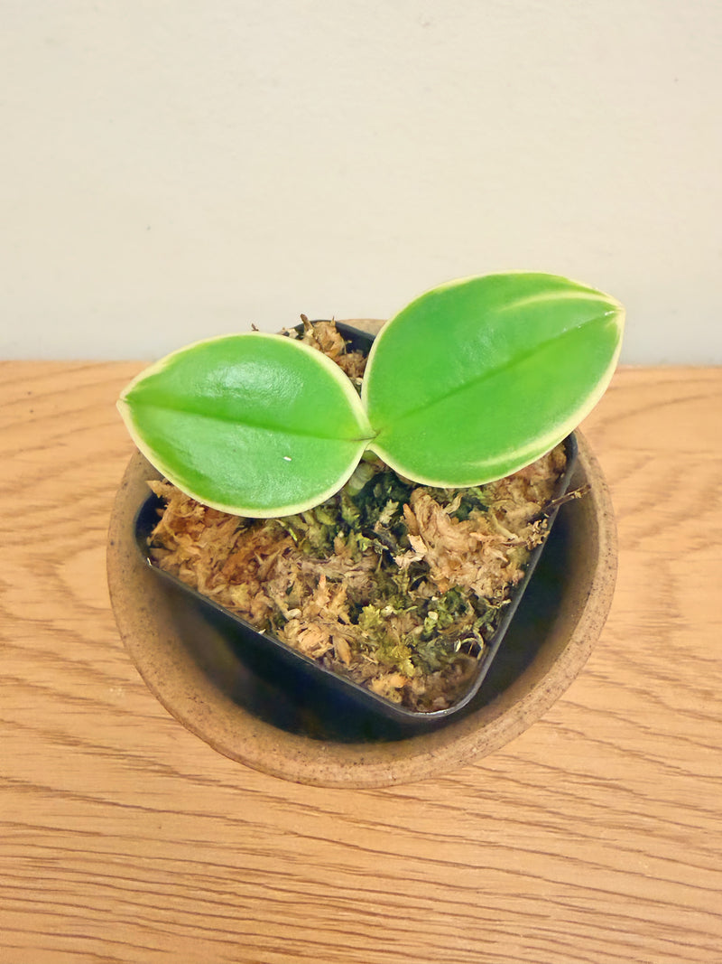 Phalaenopsis Sogo Vivien ‘SOGO F858’ (variegata & peloric)