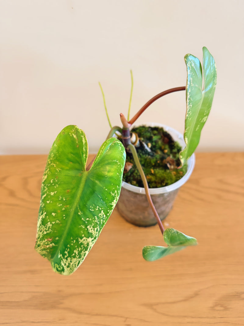 Philodendron Ilsemanii Variegated (C)