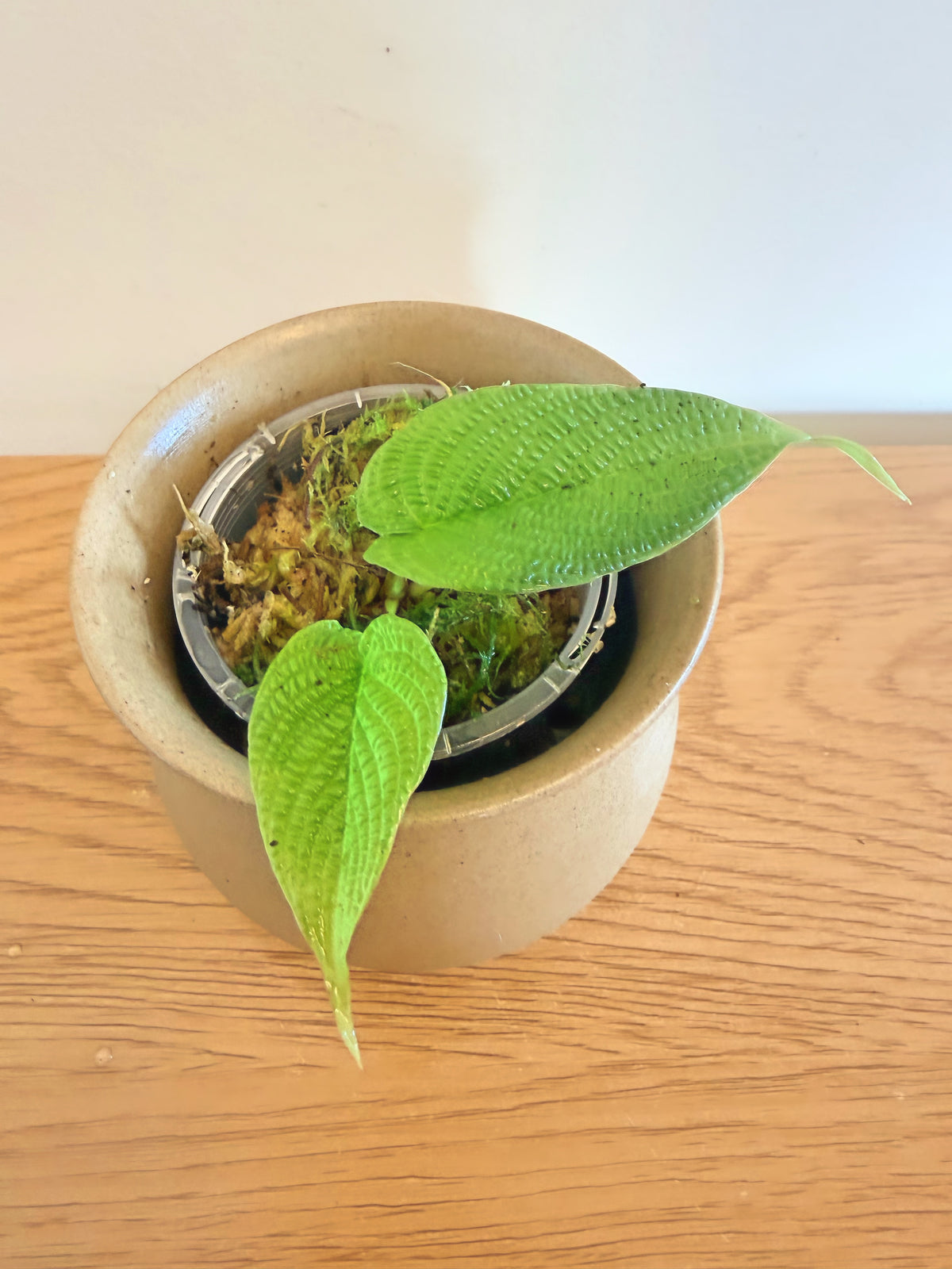 Philodendron Lynnhannoniae