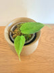 Philodendron Lynnhannoniae