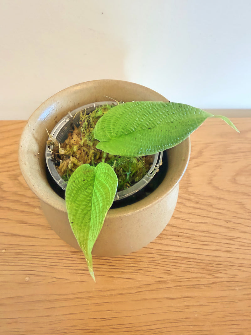 Philodendron Lynnhannoniae