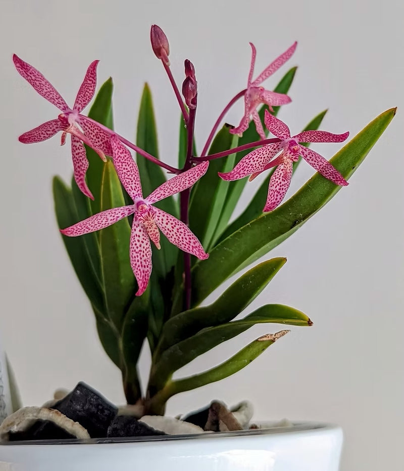 Neofinetia Falcata x Vanda Luzonica