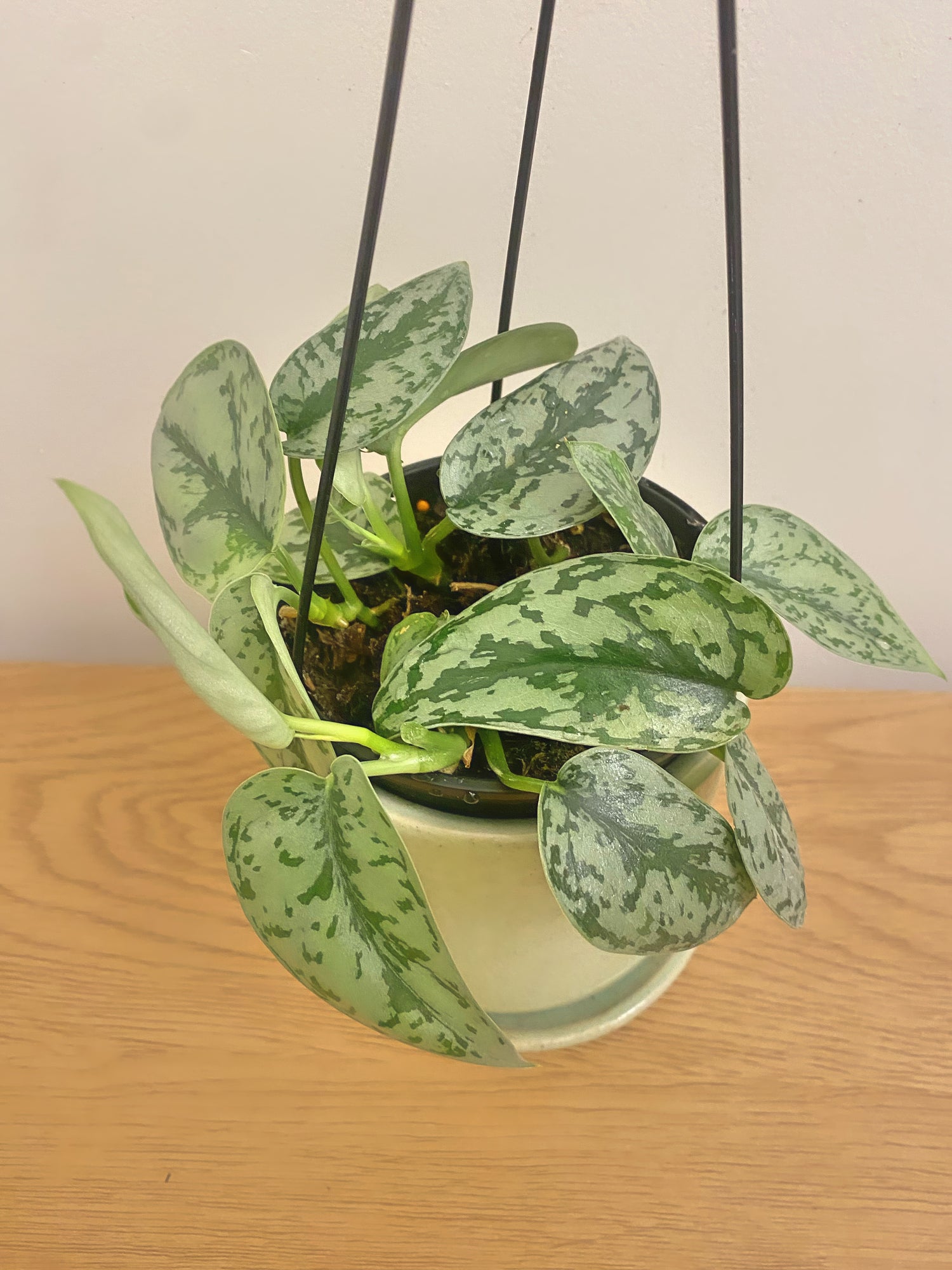 Scindapsus Silver Lady
