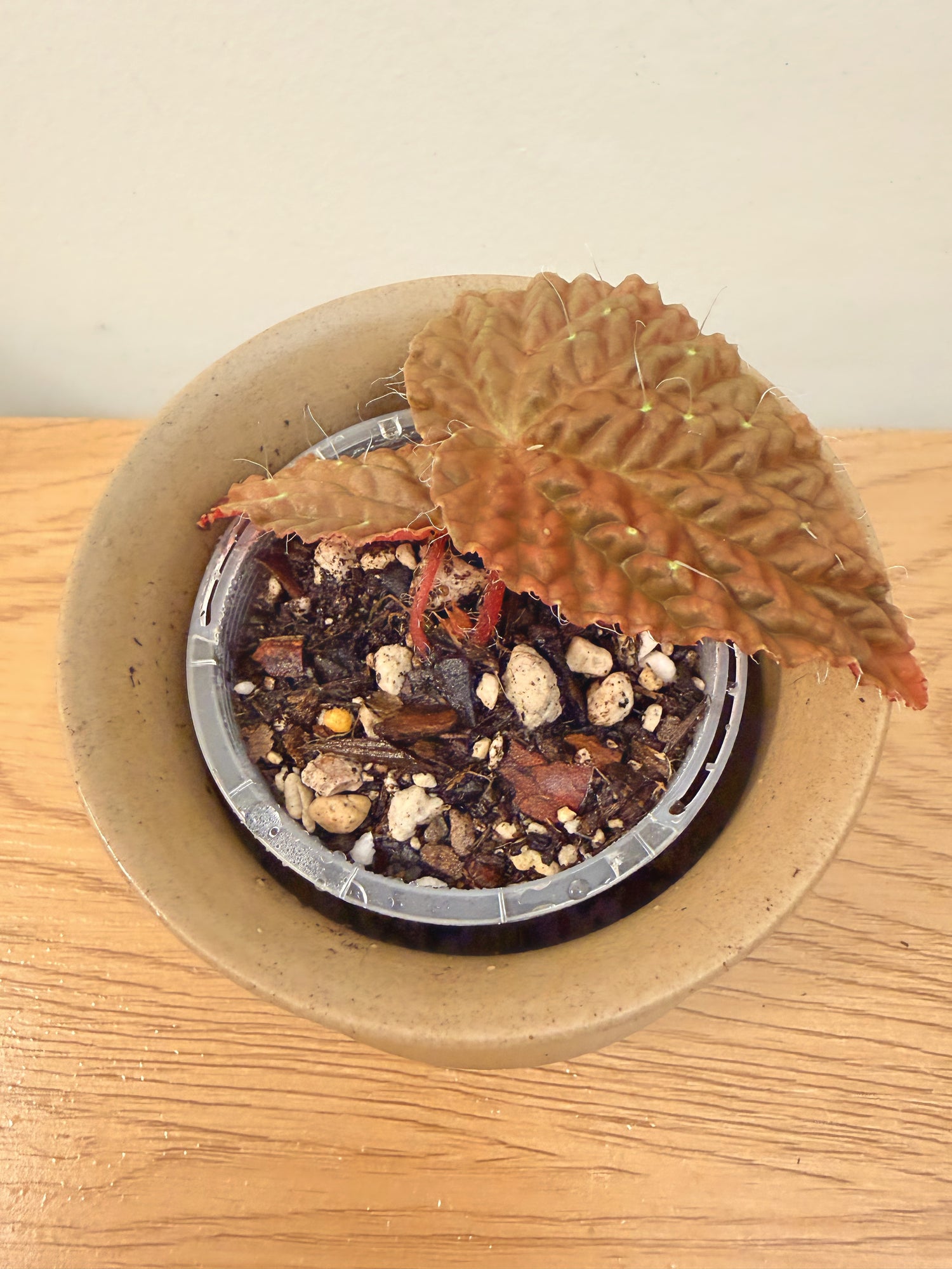 Begonia Longiciliata ‘Red’