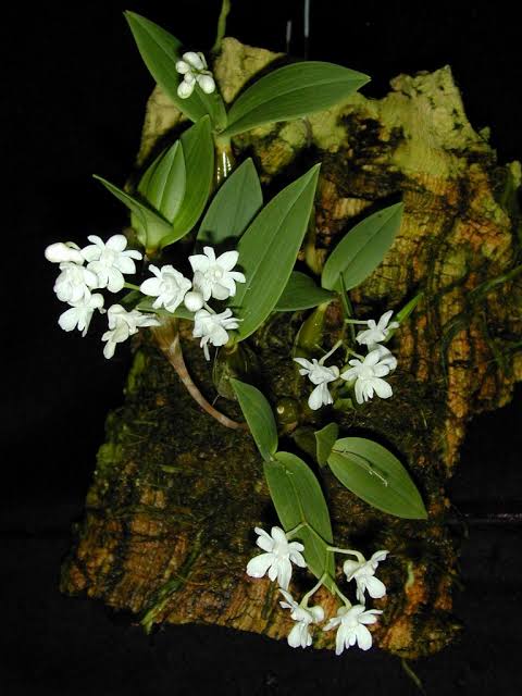 Dendrobium Aberrans