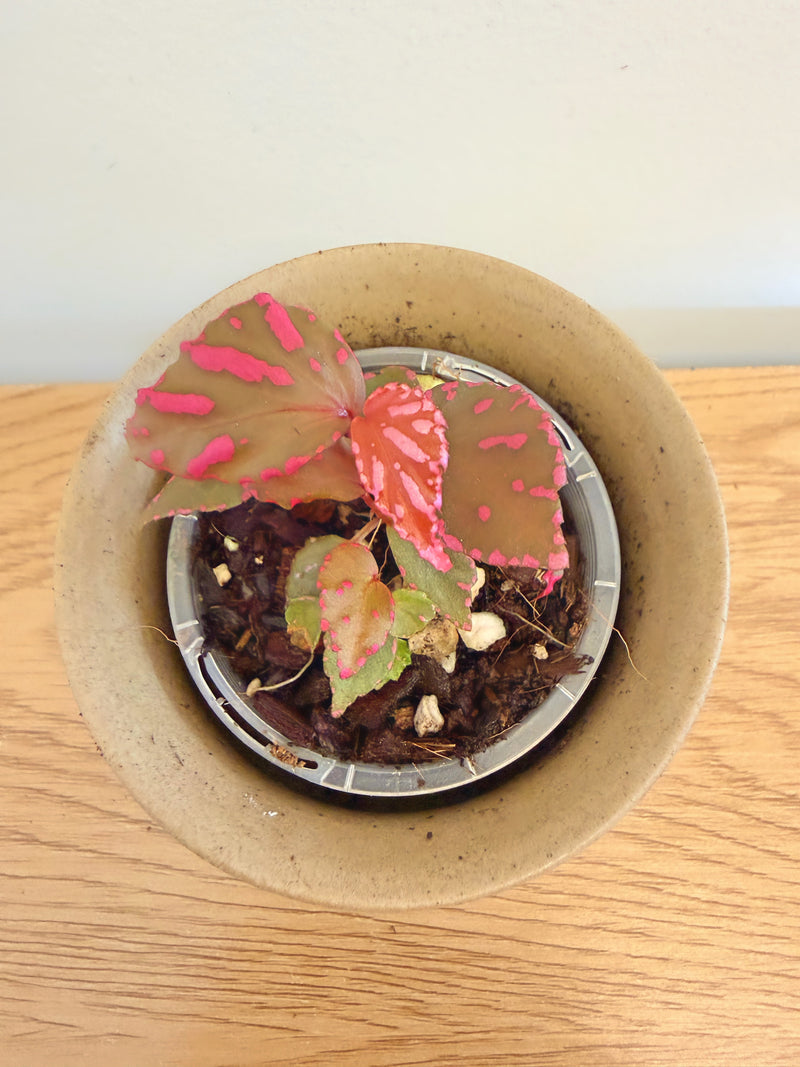 Begonia sp. Julau