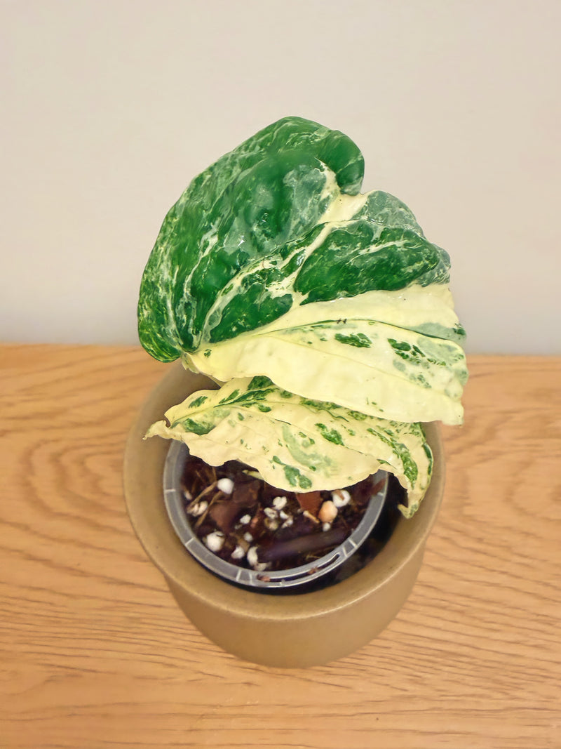 Amydrium Zippelianum Variegated