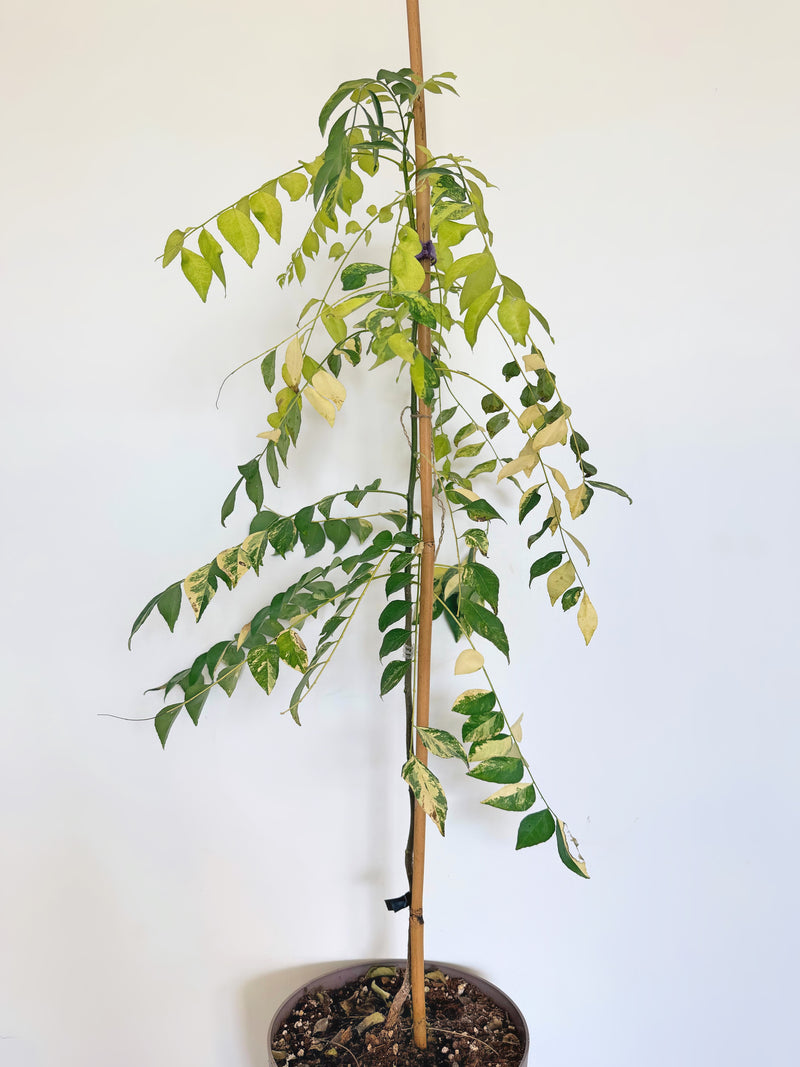 Variegated Curry Plant