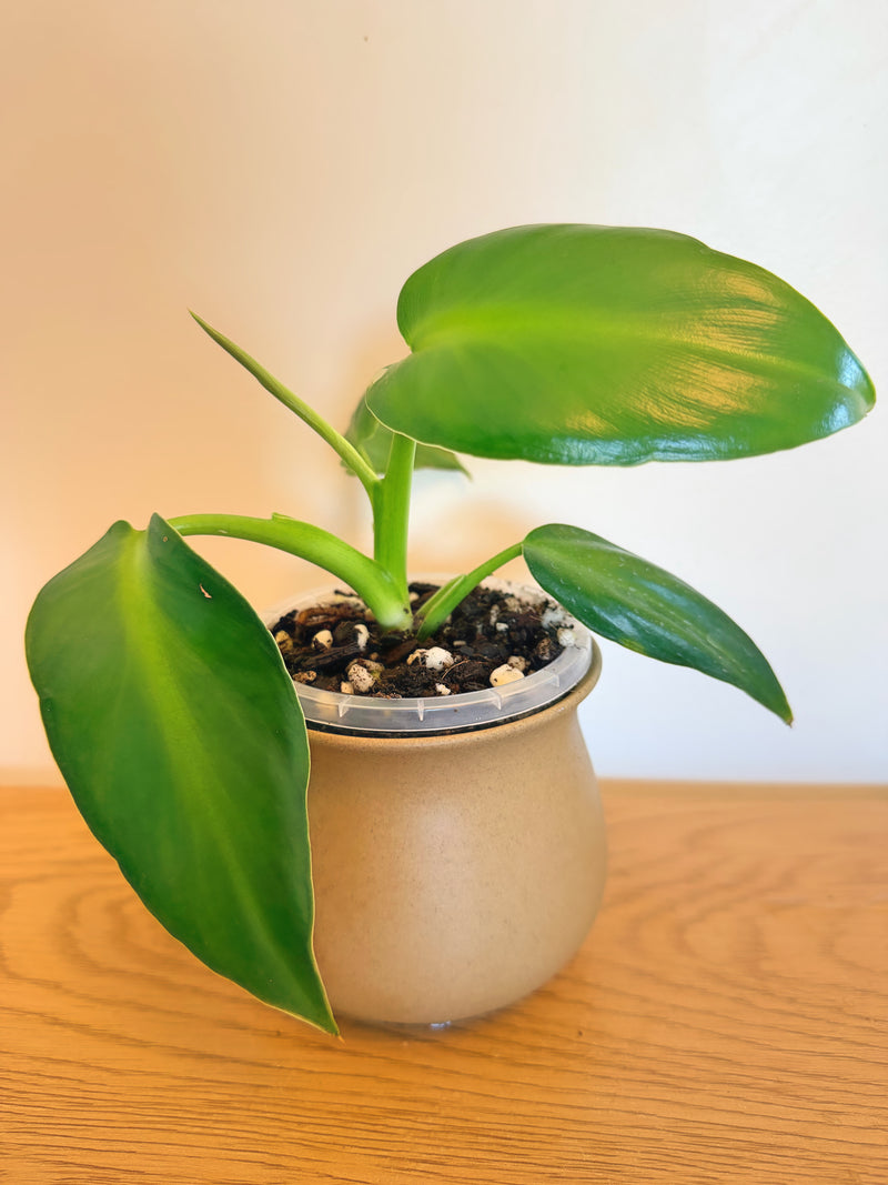 Philodendron Rugosum Aberrant