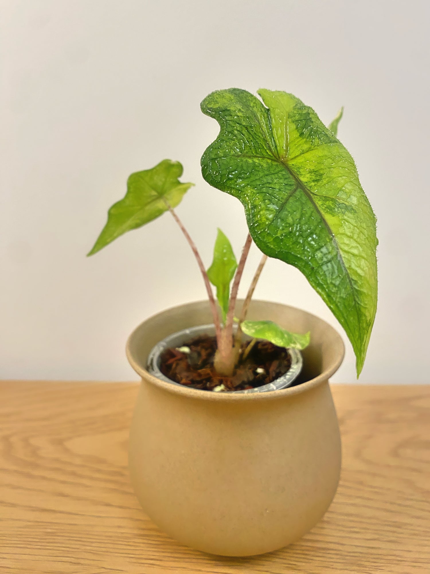 Alocasia Jacklyn Variegated