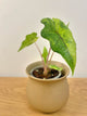 Alocasia Jacklyn Variegated