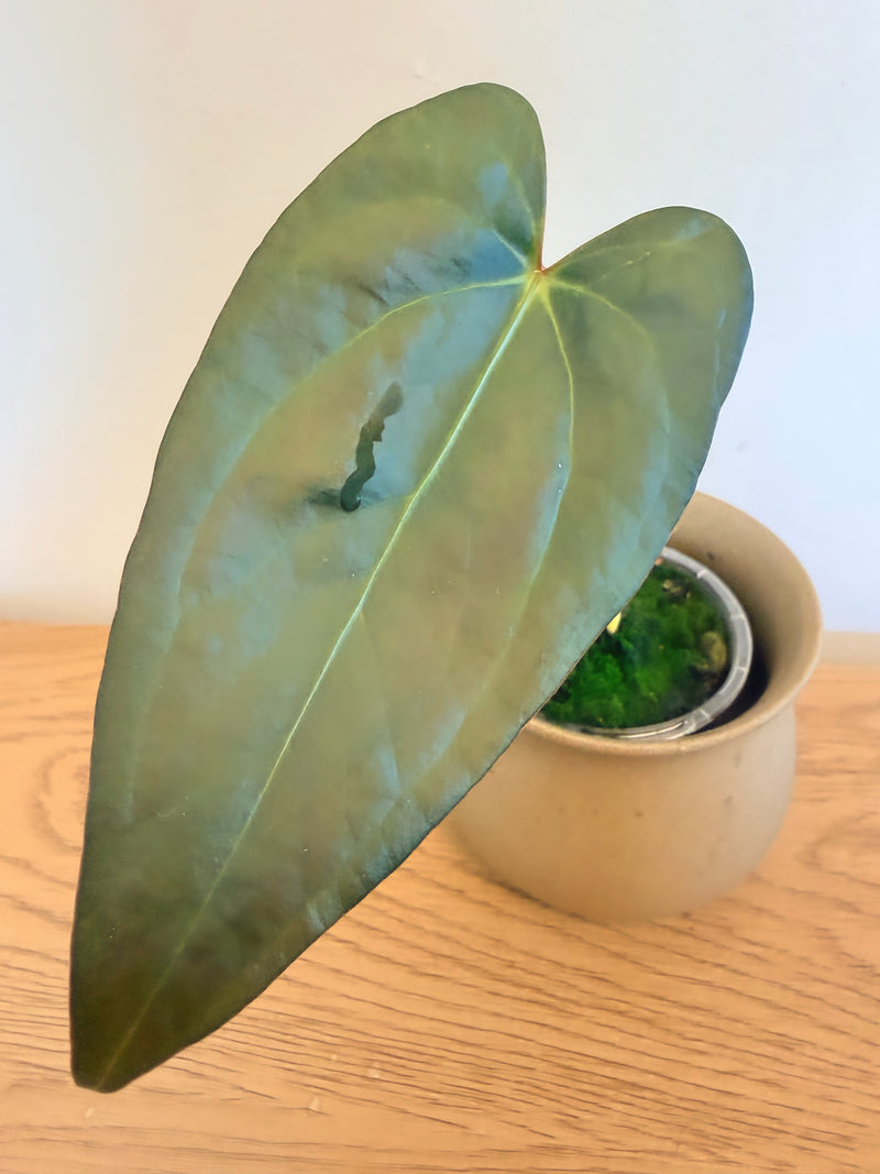 Anthurium Napo x Papillilaminum