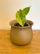 Alocasia Dragon Scale Aurea