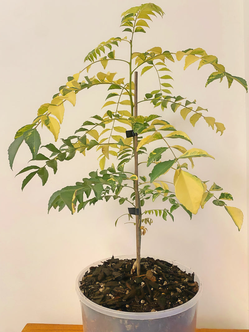 Variegated Curry Leaf Plant