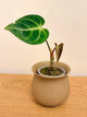Anthurium Regale (A)