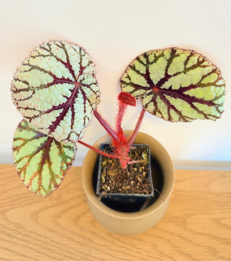 Begonia Fedor