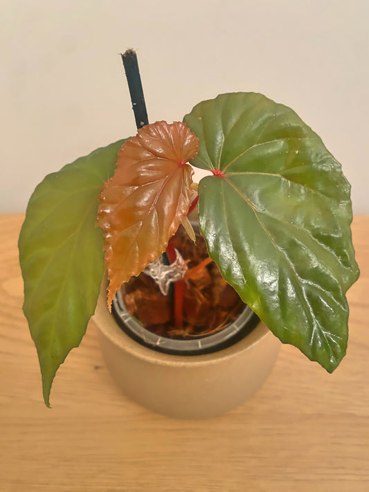 Begonia Curvifolia