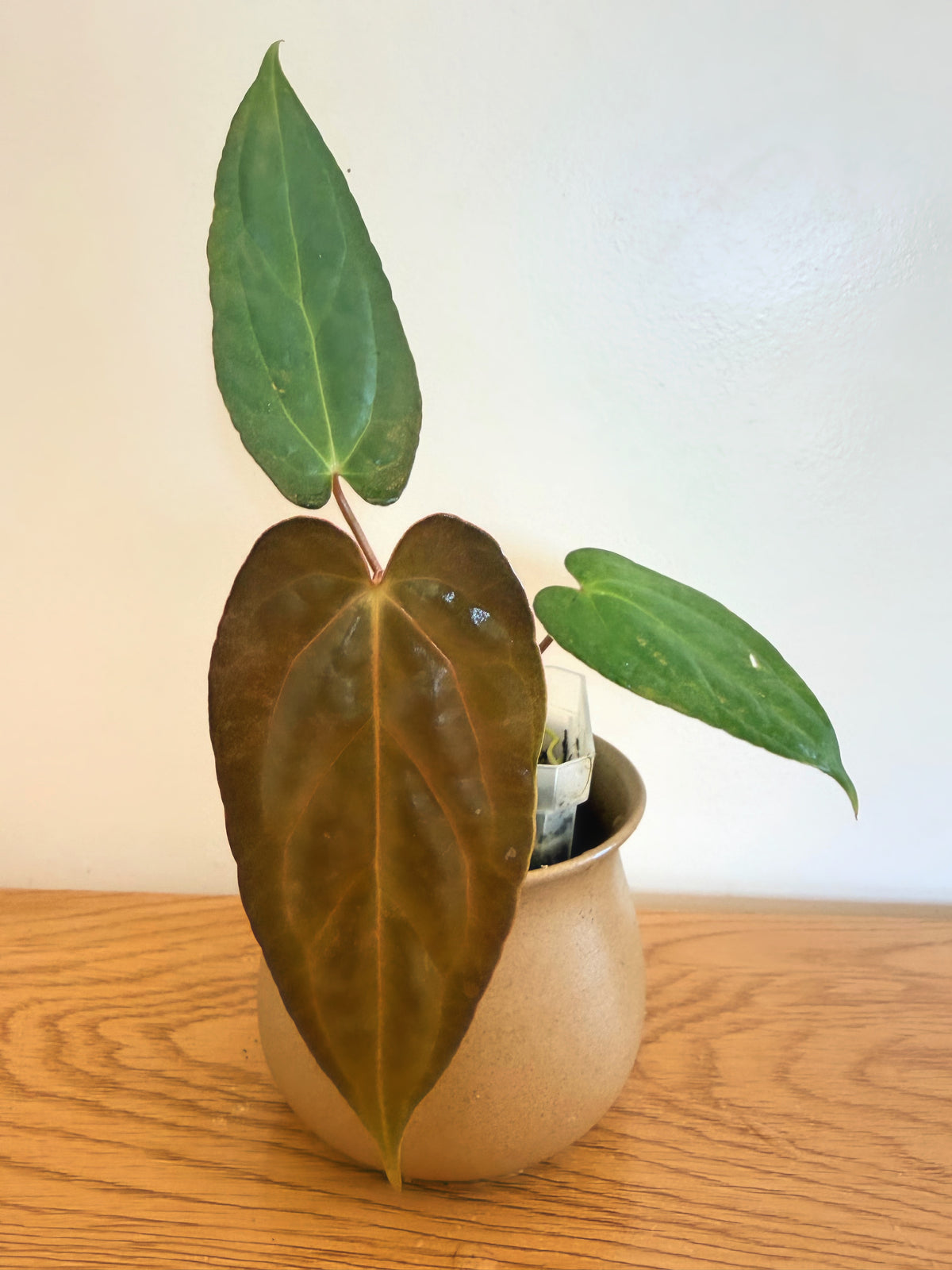Anthurium Lago Gatun x Fort Sherman