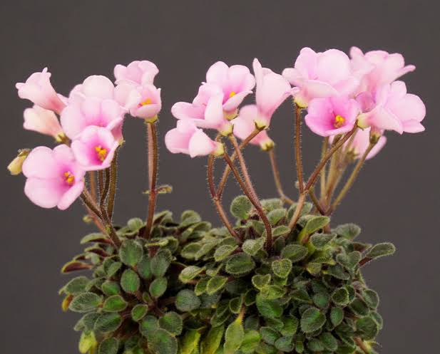 African Violet Brazos Belle Miniature