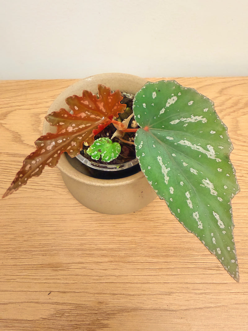 Begonia Sophie Cecile (B)