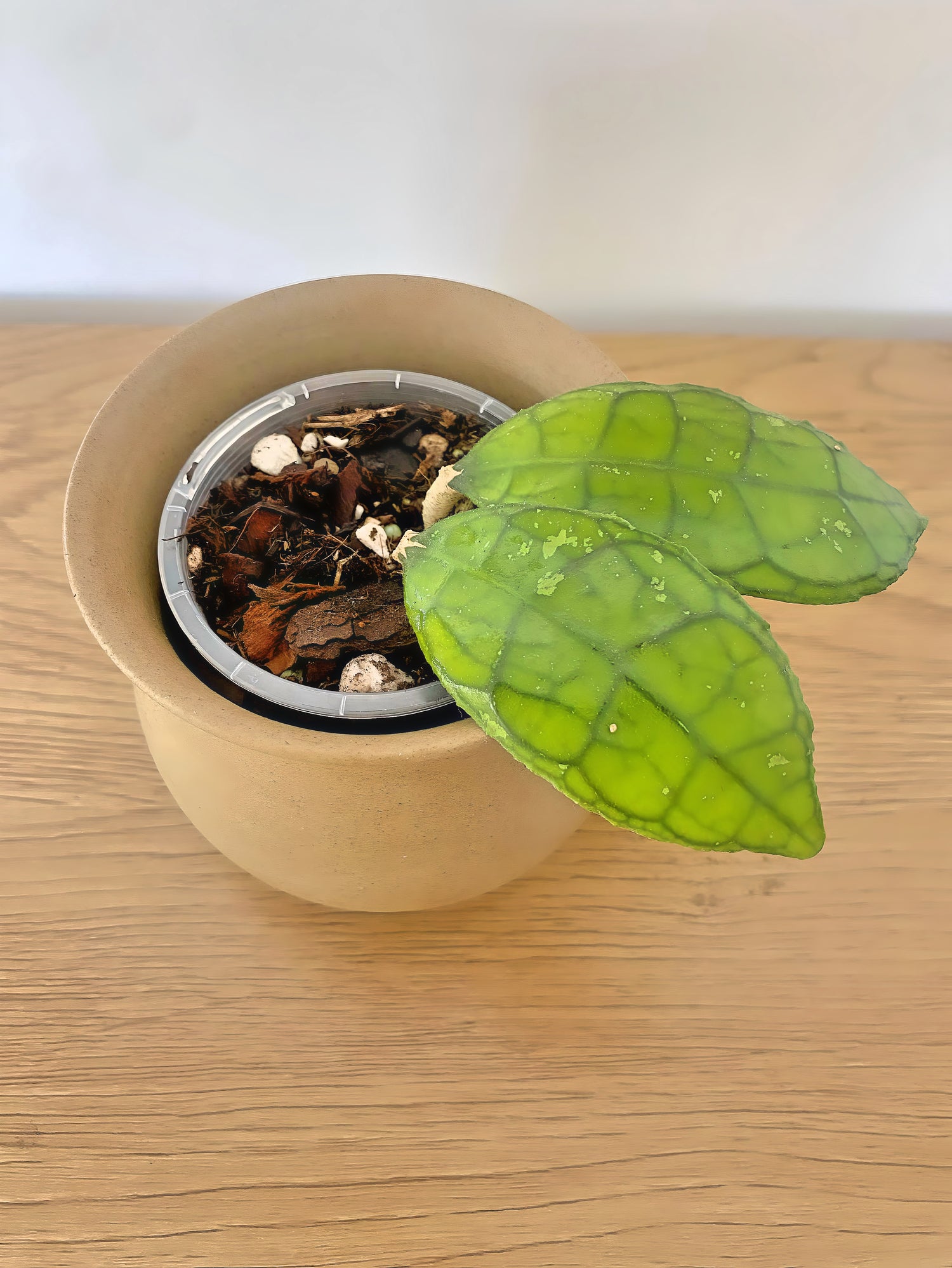 Hoya Finlaysonii Short Leaf