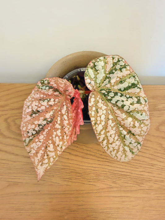 Begonia Snow Capped Variegated (C)