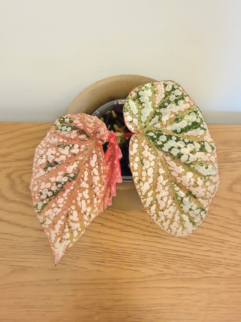 Begonia Snow Capped Variegated (C)