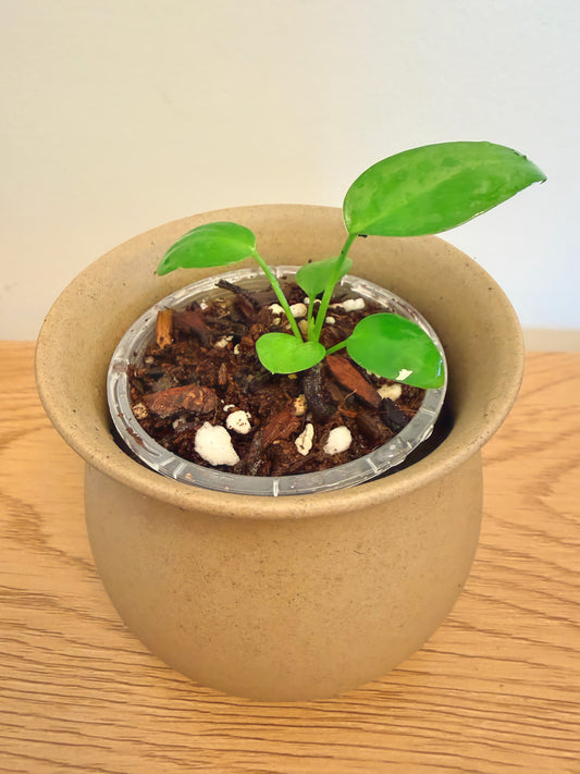 Anthurium Pallidiflorum