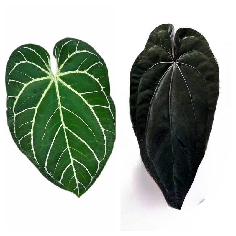 Anthurium Crystallinum x Dressleri