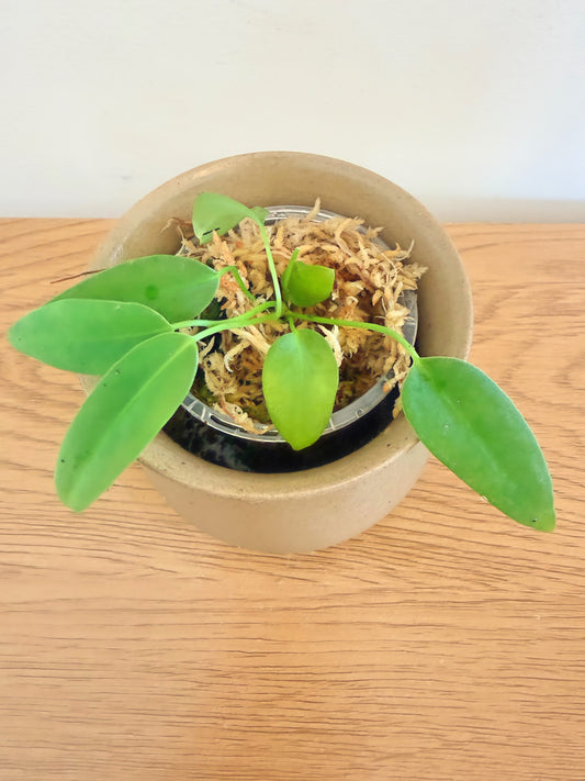 Anthurium Queen Waroqueanum