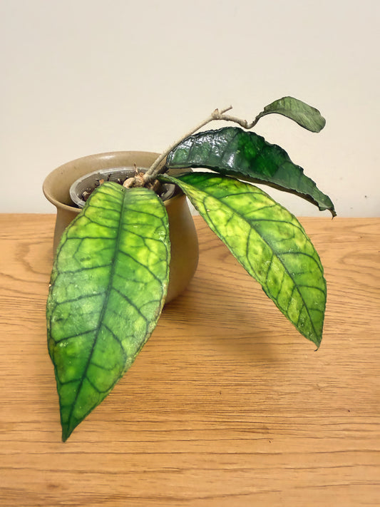 Hoya Finlaysonii
