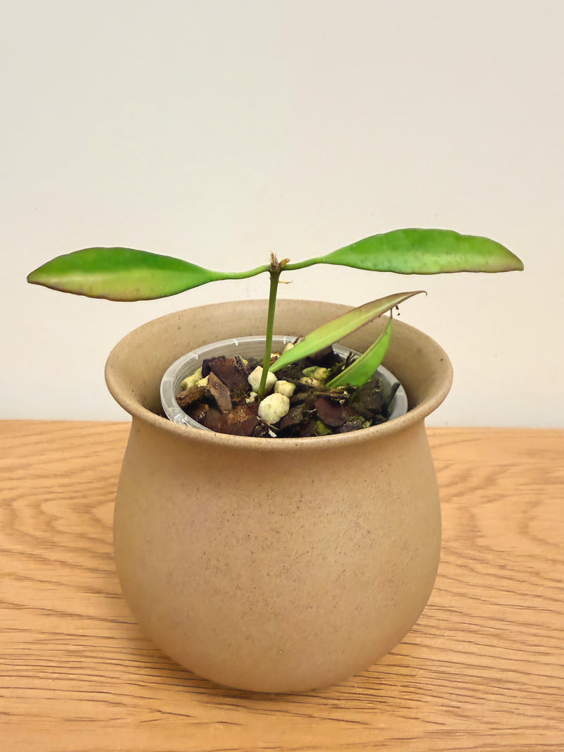 Hoya Variegated