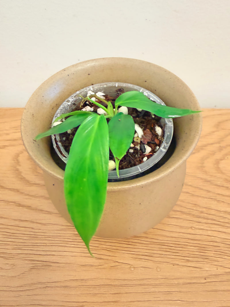 Philodendron Patriciae