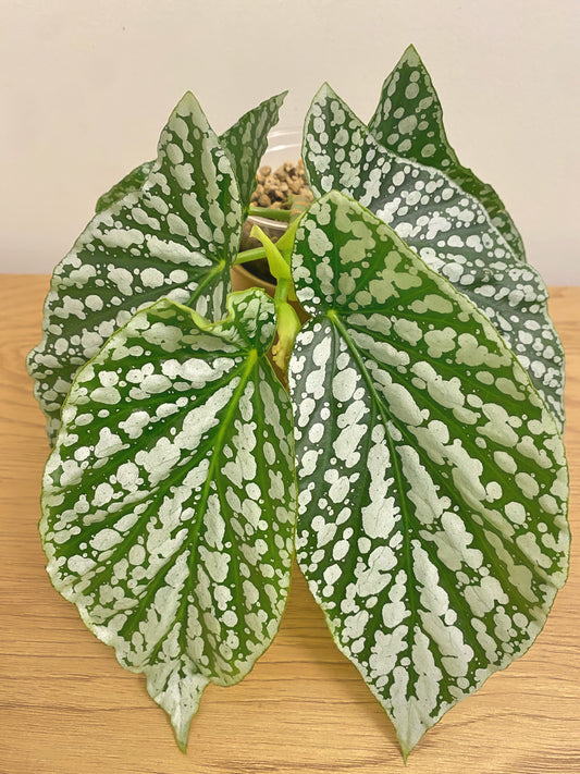 Begonia Juanita Jewel