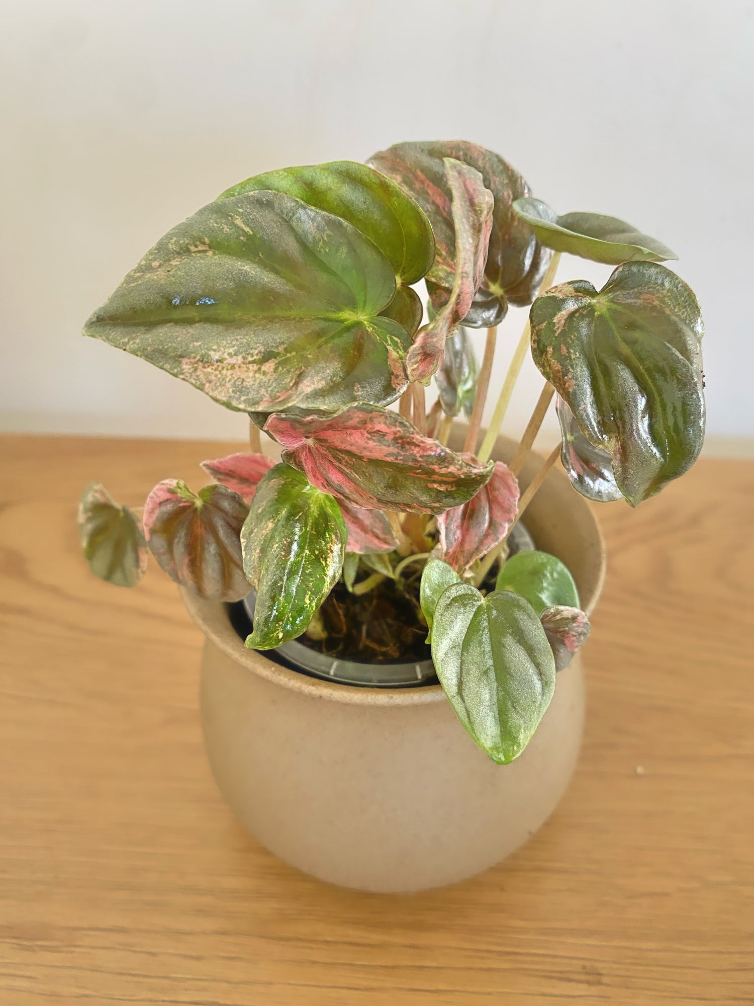 Peperomia Pink Lady