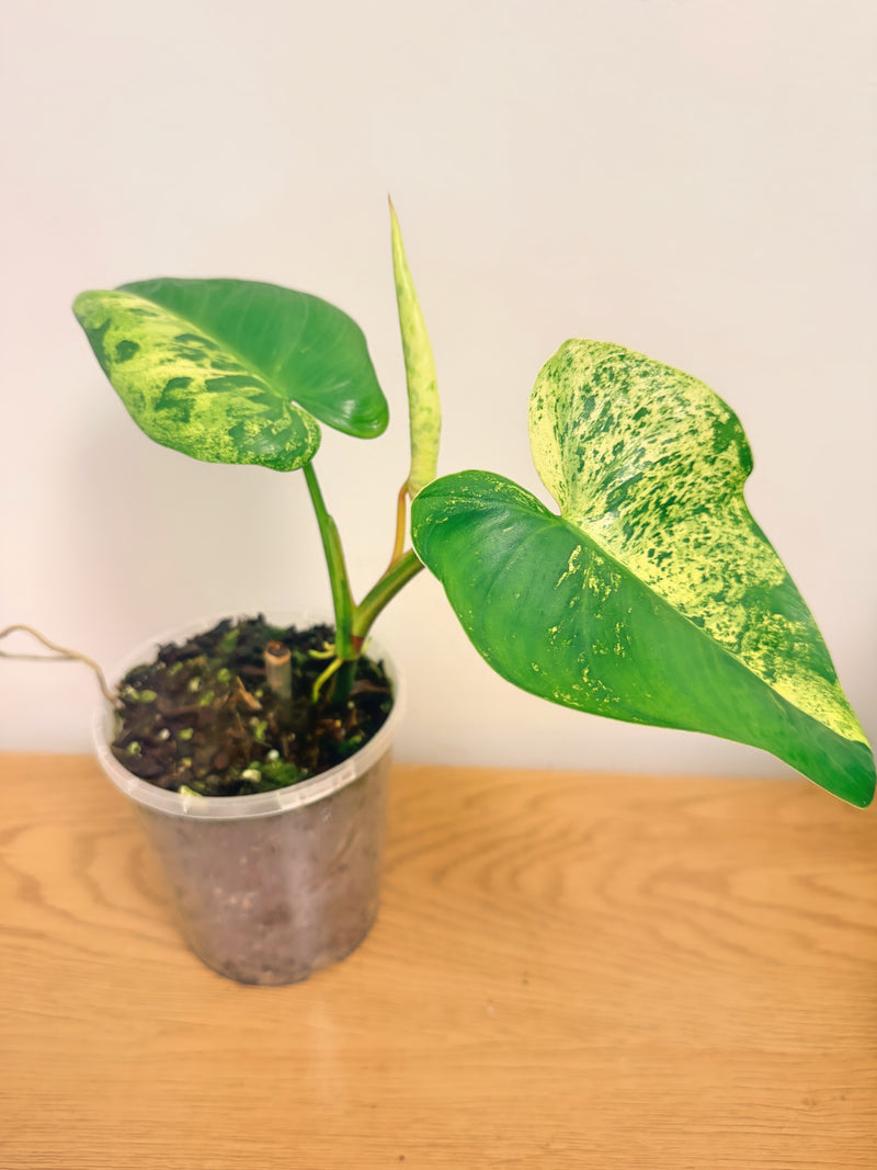 Philodendron Ilsemanii (C)