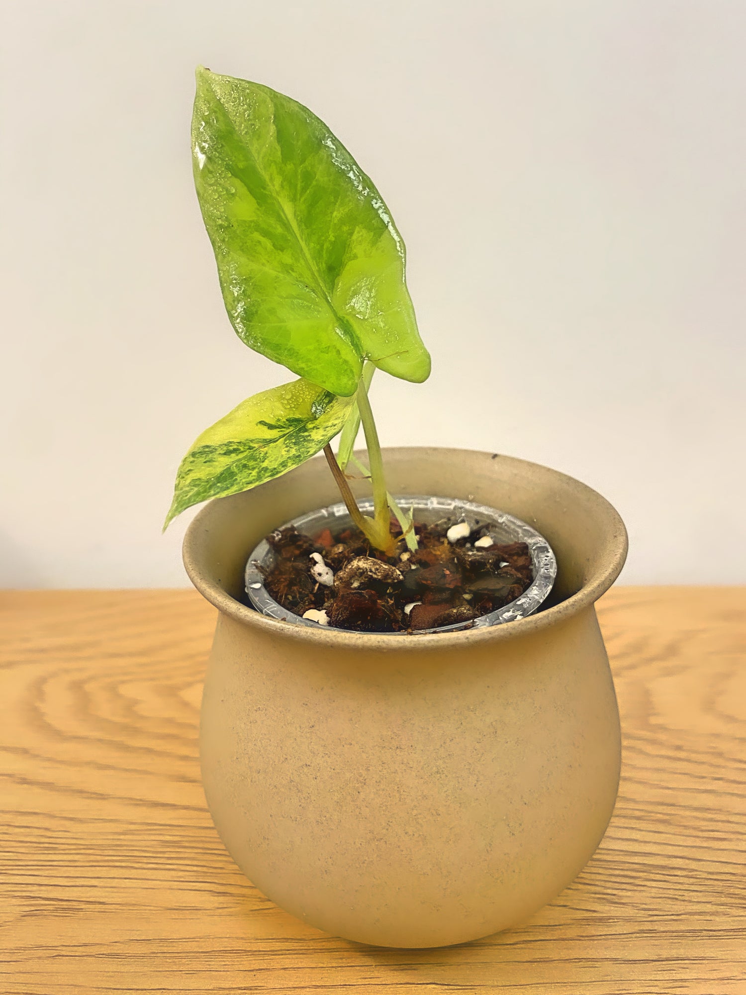 Alocasia Scalprum Aurea